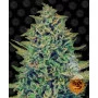 CBD Blue Shark Feminised